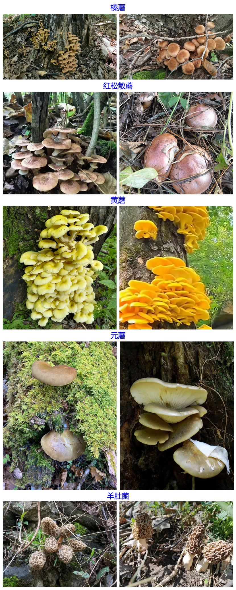 1765618670782920.jpg 菌.jpg